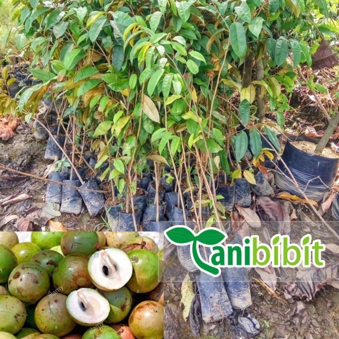 Bibit Sawo Manila - Pohon Buah Kenitu Duren Apel Ijo Hejo Manecu Kecik