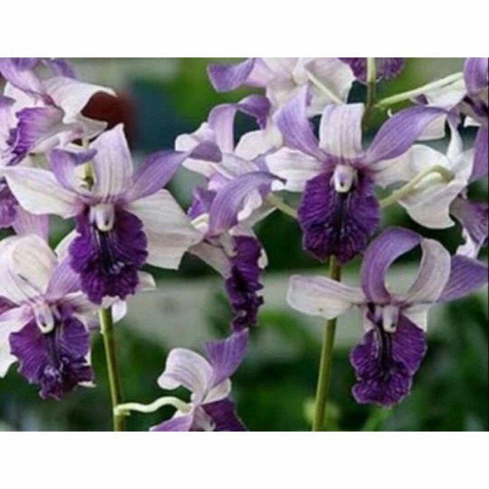 Anggrek Dendrobium Indonesia Raya / Inaraya Blue