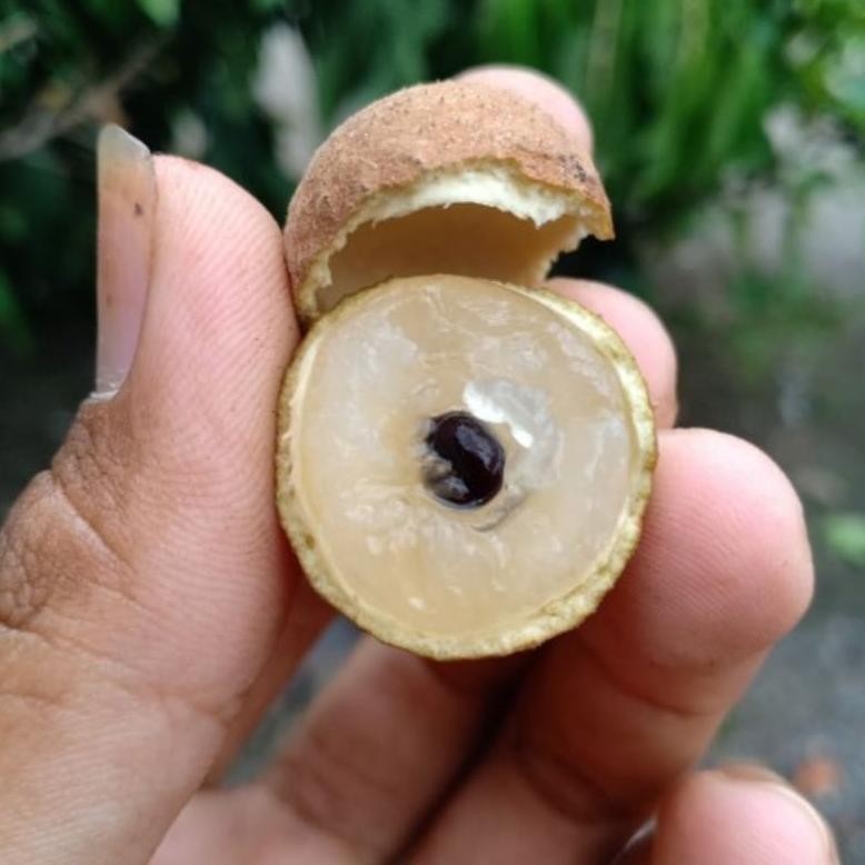 Best Seller Pupuk Kelengkeng 1Kg / Pupuk Booster Kelengkeng Alami Pelebat Buah Klengkeng 100% Ori Sa