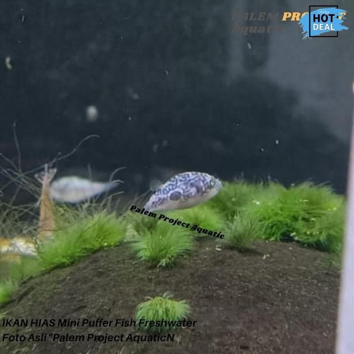 Hot Promo Mini Puffer Fish Ikan Buntal Air Tawar Pembasmi Keong Hama Ikan Buntel Limited