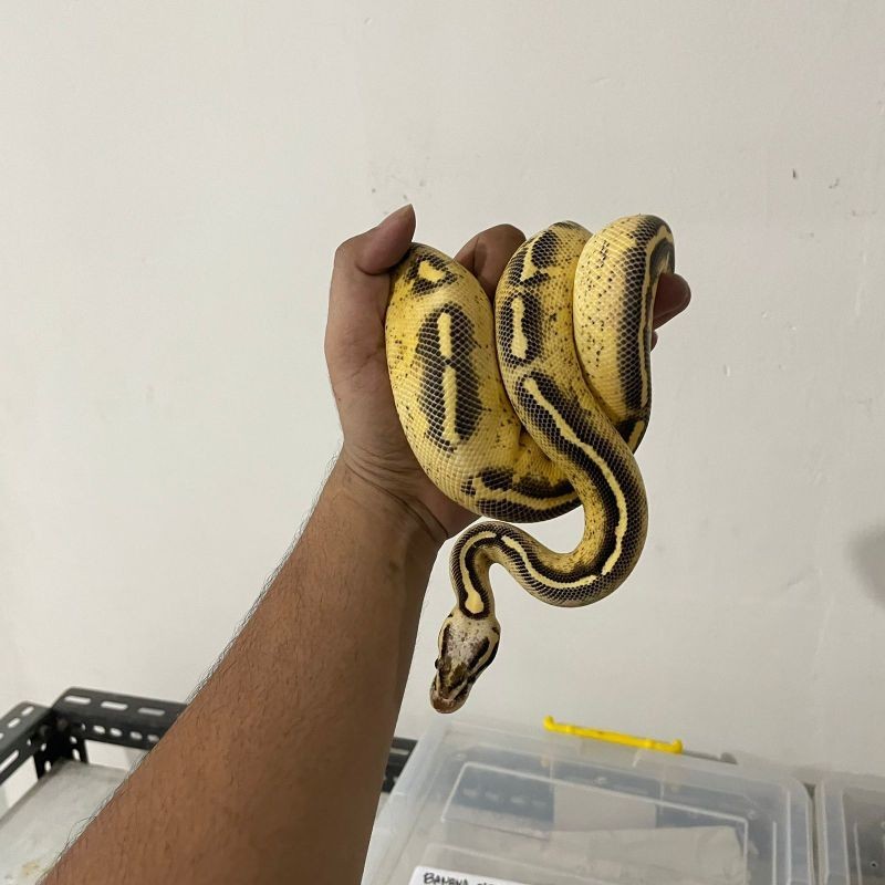 Ball python freeway pastel