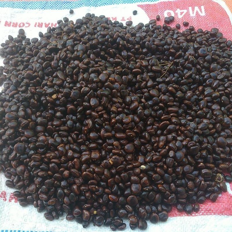 

biji asem Jawa murni kualitas dijamin bagus termurah per 1kg nyampek 1000 biji lebih