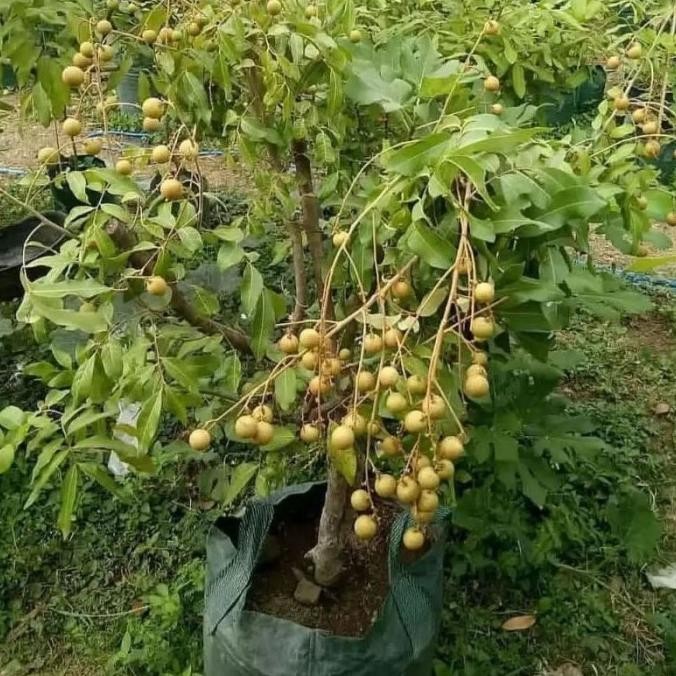 Bibit tanaman pohon Kelengkeng Bangkok Bisa Dalam Pot Super ATV