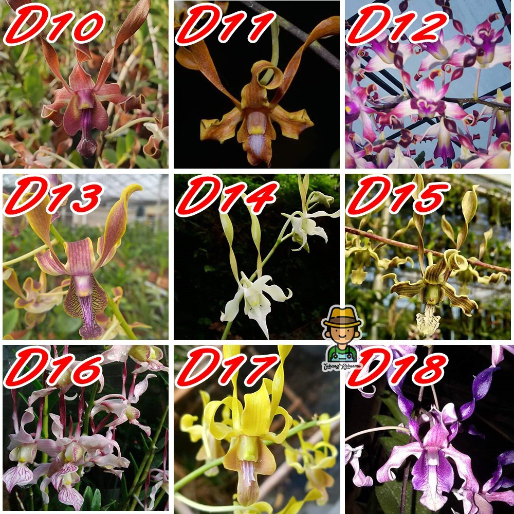 Seedling Anggrek Dendro Dendrobium Melintir Keriting Hybrid - Silangan