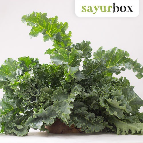 

Curly Kale Hidroponik Hidroponik 250 gram Sayurbox