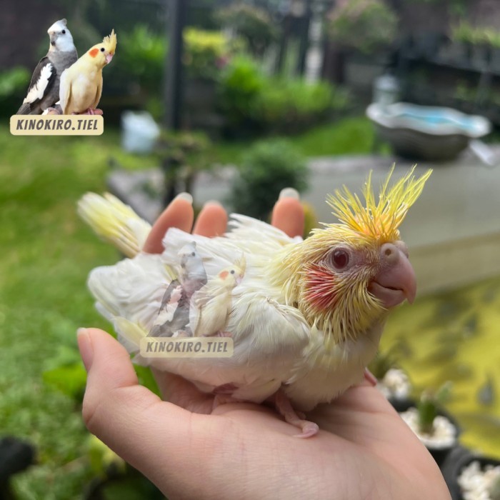Baby Falk / Burung Falk Jinak Lolohan / Cockatiel / Parkit Australia