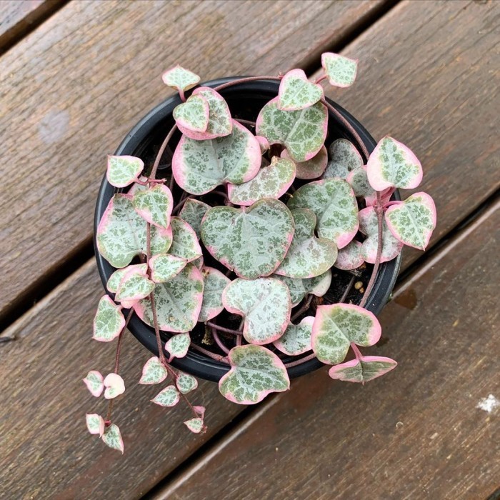 TANAMAN HIAS STRING OF HEARTS VARIGATA + POT TAWON PUTIH 10CM