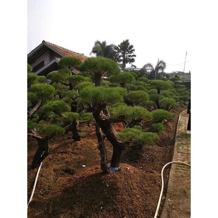 BONSAI CEMARA UDANG/BONSAI CEMARA