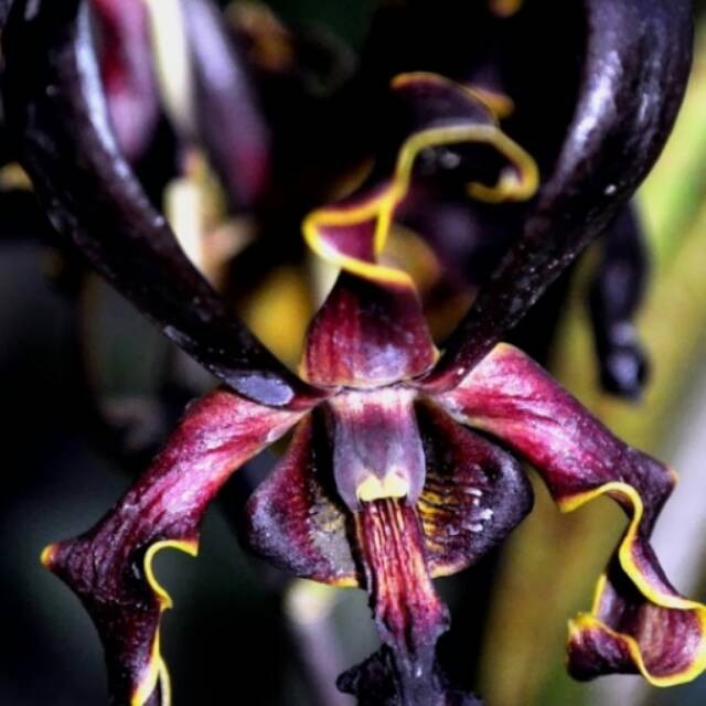 ANGGREK DENDROBIUM BLACK SPIDER REMAJA