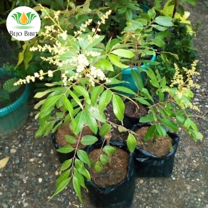 POHON KELENGKENG AROMA DURIAN SUDAH BERBUNGA-TANAMAN KLENGKENG BERBUNG