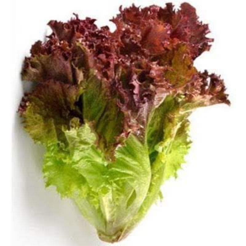 

selada merah/lorosa berat 500grm