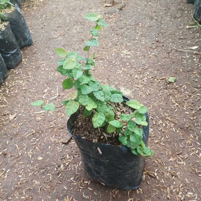[Plastik] Tanaman Dolar Rambat Daun Kecil - Pohon Dolar/Climbing [Mini]