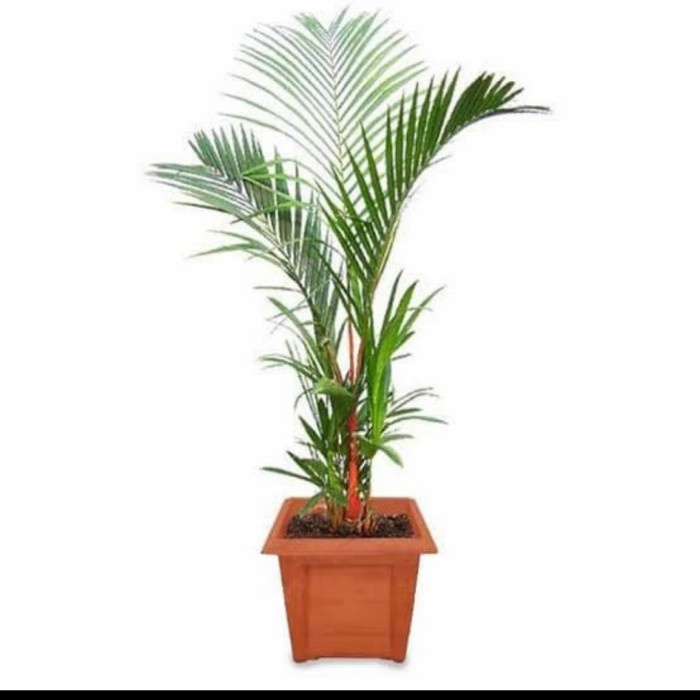 Terlaris Tanaman Hias Palem Merah Dalam Pot