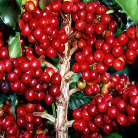 [Bibit] Benih / Bibit Kopi Robusta Unggul Robusta Coffe Seed Isi 10 Biji [Unggul]