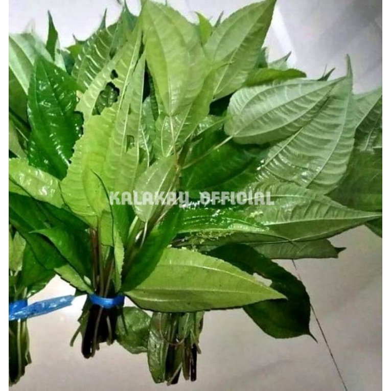 

Lalapan Daun Pohpohan Segar per Ikat, Daun Pohpohan Lalapan Herbal
