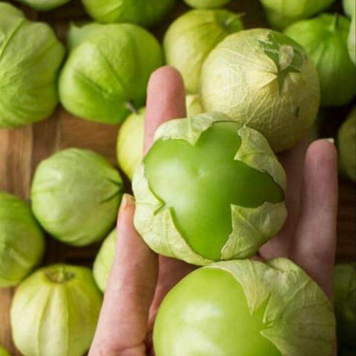 3 BUTIR BIJI / BENIH CIPLUKAN GREEN TOMATILLO ORGANIK