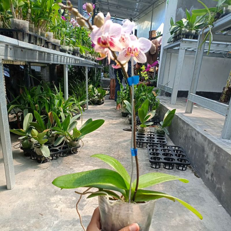 angbul mini berbunga