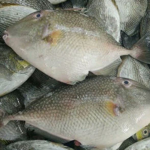 

IKAN AYAM AYAM FRESH
