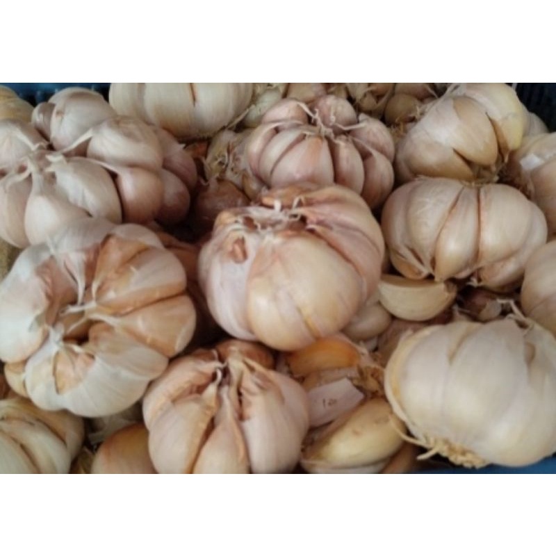 

Bawang putih Honan/Banci/Bulat Premium 250gr