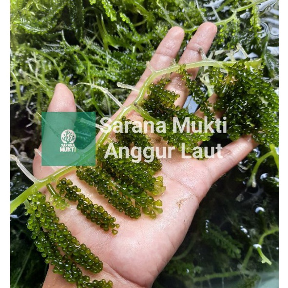 

[4➤ Q☀Z) Anggur Laut/Sea Grapes/Latoh/Lawi-lawi/Umibudo Segar (Produk Lama Tidak Sengaja Terhapus)berkualitas☼!