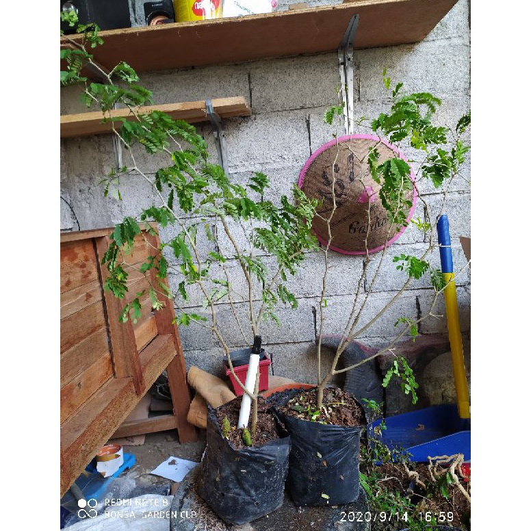 Promo besar3u8Ti brazilian rain tree