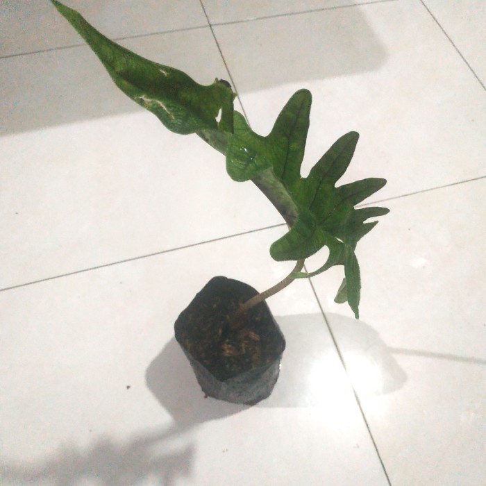 Alocasia Sp Sulawesi , Alocasia Jacklyn Reticulata