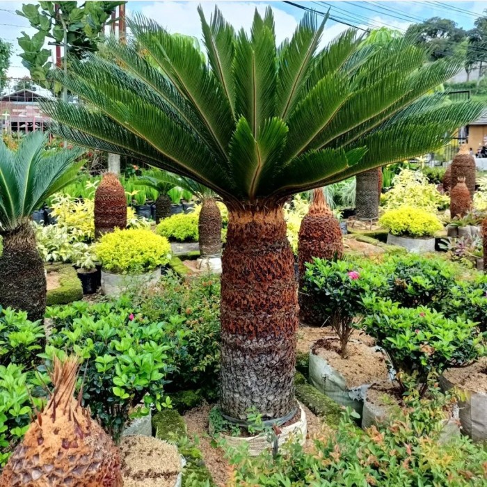 Terlaris Tanaman Palem Sikas Tinggi 1 Meter Palm Sikas Mawar Jambe