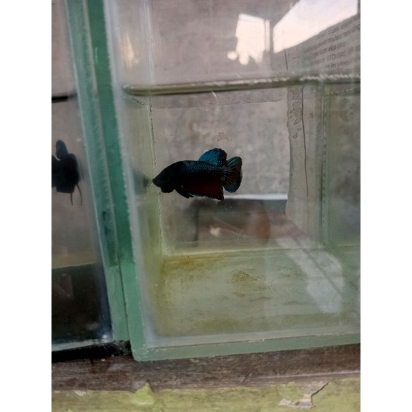 

Betta fighter import