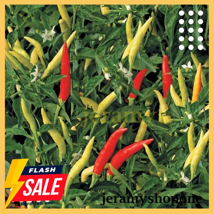 TERBAIK BENIH-BIBIT CABE RAWIT PUTIH KARA F1 (BINTANG ASIA) 