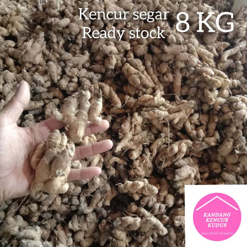 

KENCUR SEGAR 8 KG