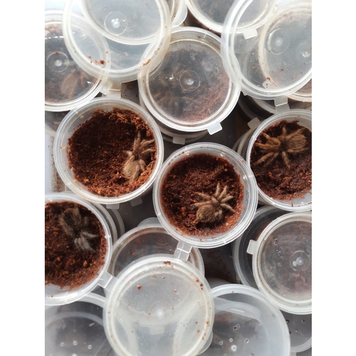 Terlaris Tliltocatl Albopilosus Sling Brachypelma Albopilosum Hondarum