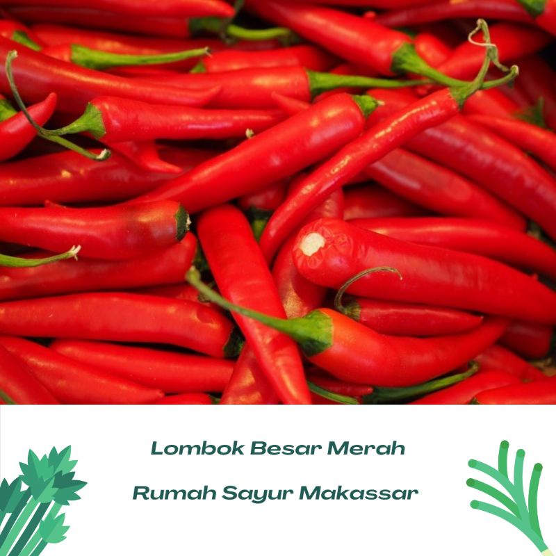 

lombok merah besar