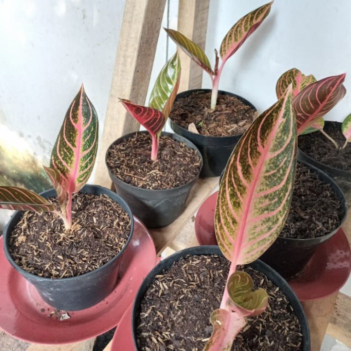 Tanaman Hias Aglonema Red Sumatra-Aglonema Red Sumatra Remaja #Proosmen