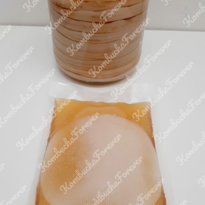 

Bibit Scoby Jamur Kombucha Ukuran Besar Premium Organik