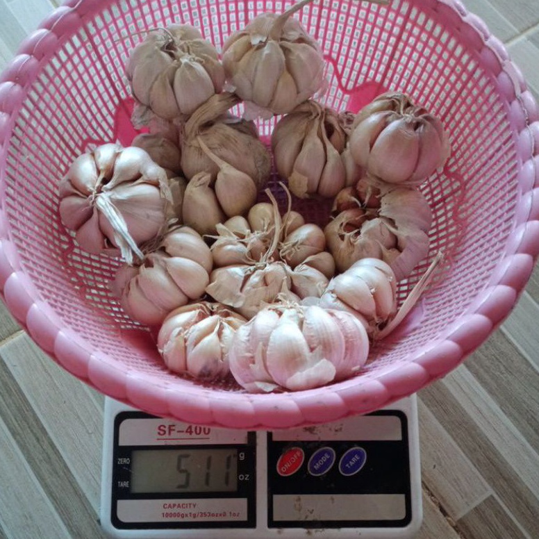 

3.3 FLASH SALE Bawang Putih 1/2 kg