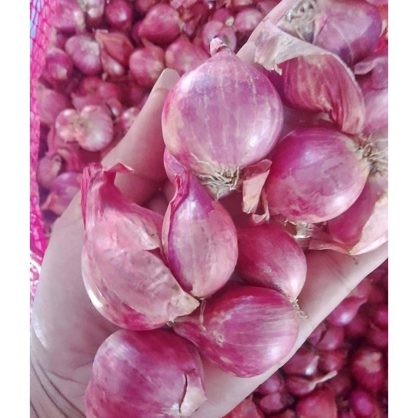 

Bawang Merah Brebes Super 1Kg / Brambang Jumbo 1 Kilo