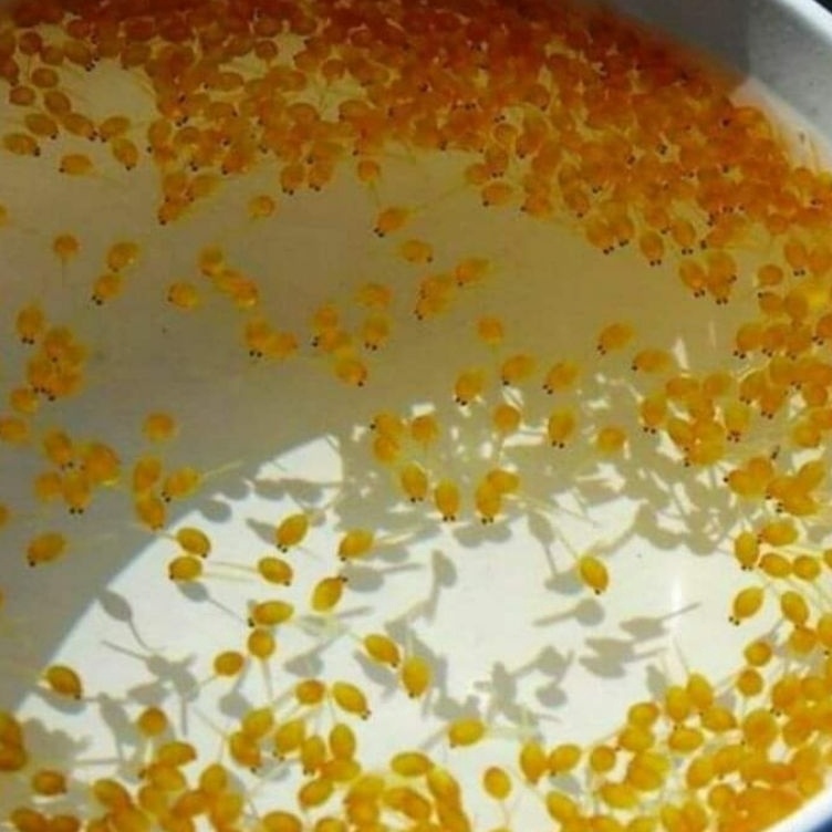 

Terbatas paketan 1000 butir telur gurame soang Best