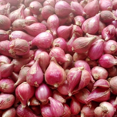 

QSXG4145 ✓ Bawang Brebes asli satukilo