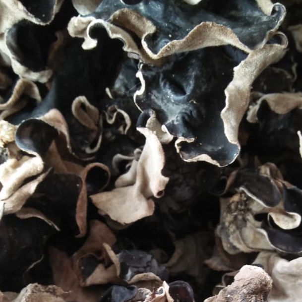 

DVHZ9938 [PROMO MURAH!!!] Jamur Kuping Kering 100 Gram Kualitas Super Grade A