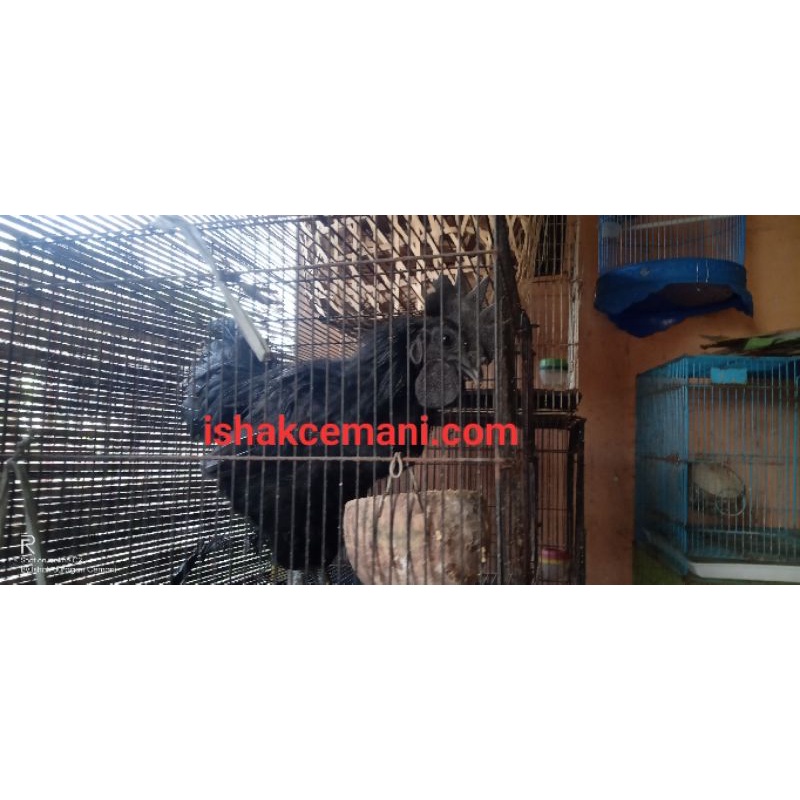 Obral Ayam Cemani Jantan Dewasa  Baca Diskripsi