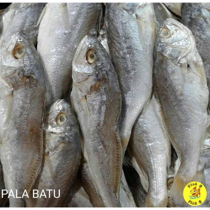 

Ikan asin pala batu 1KG kualitas istimewa