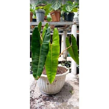 philodendron billitiae (kabel busi)