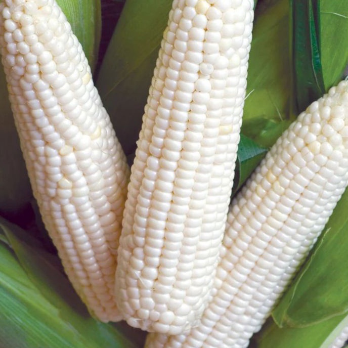 [A42♡) MURAH      BENIH JAGUNG PUTIH KETAN PULUT 1KG.