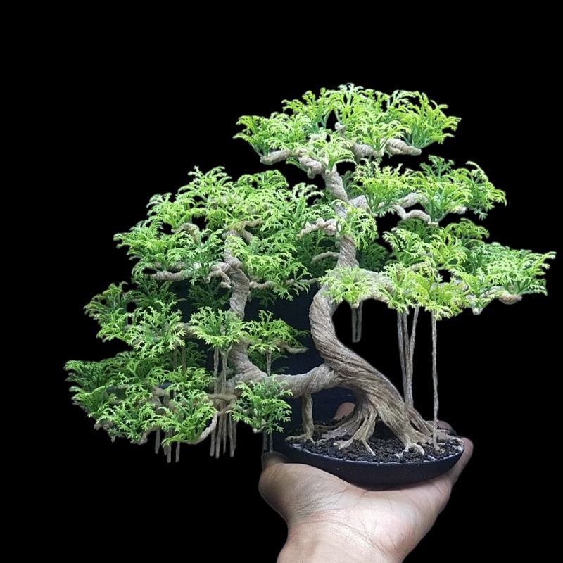 Bonsai Aquascape Beringin