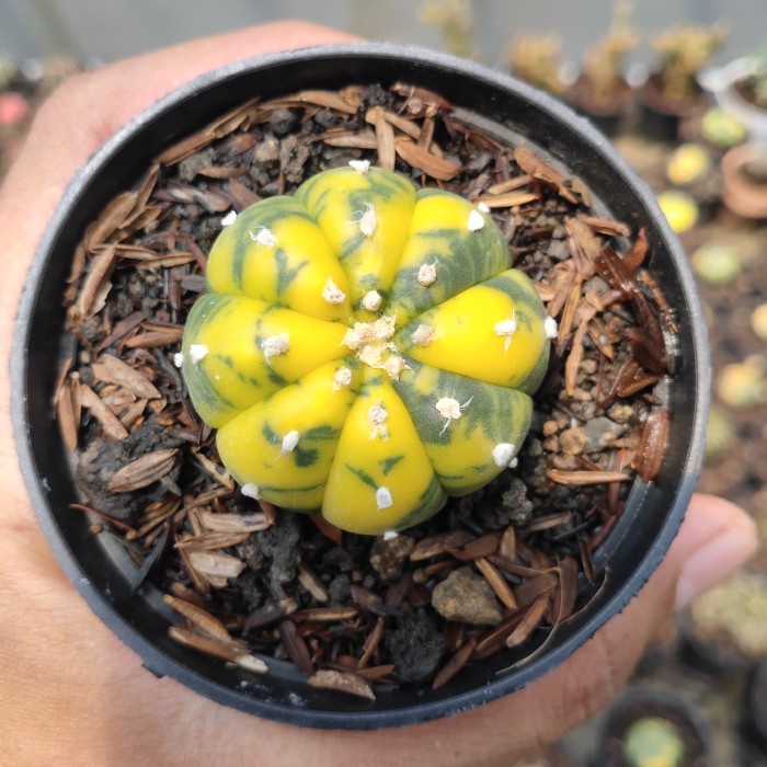 kaktus astrophytum asterias Variegata