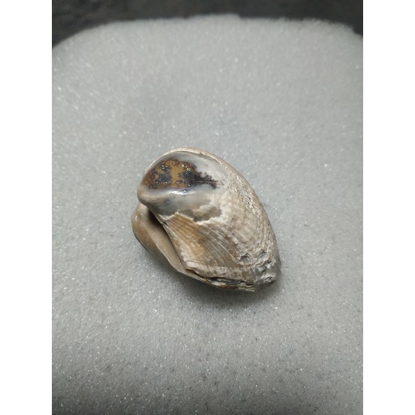 fosil kerang natural alam