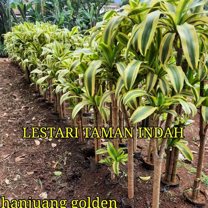 tanaman hias hanjuang golden pohon hanjuang varigata kuning