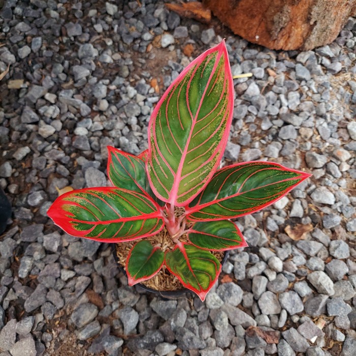 Promo Aglonema Khanza Remaja