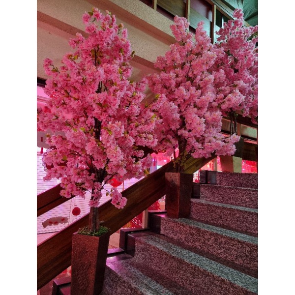 POHON MEIHUA POHON IMLEK BUNGA MEIHUA C