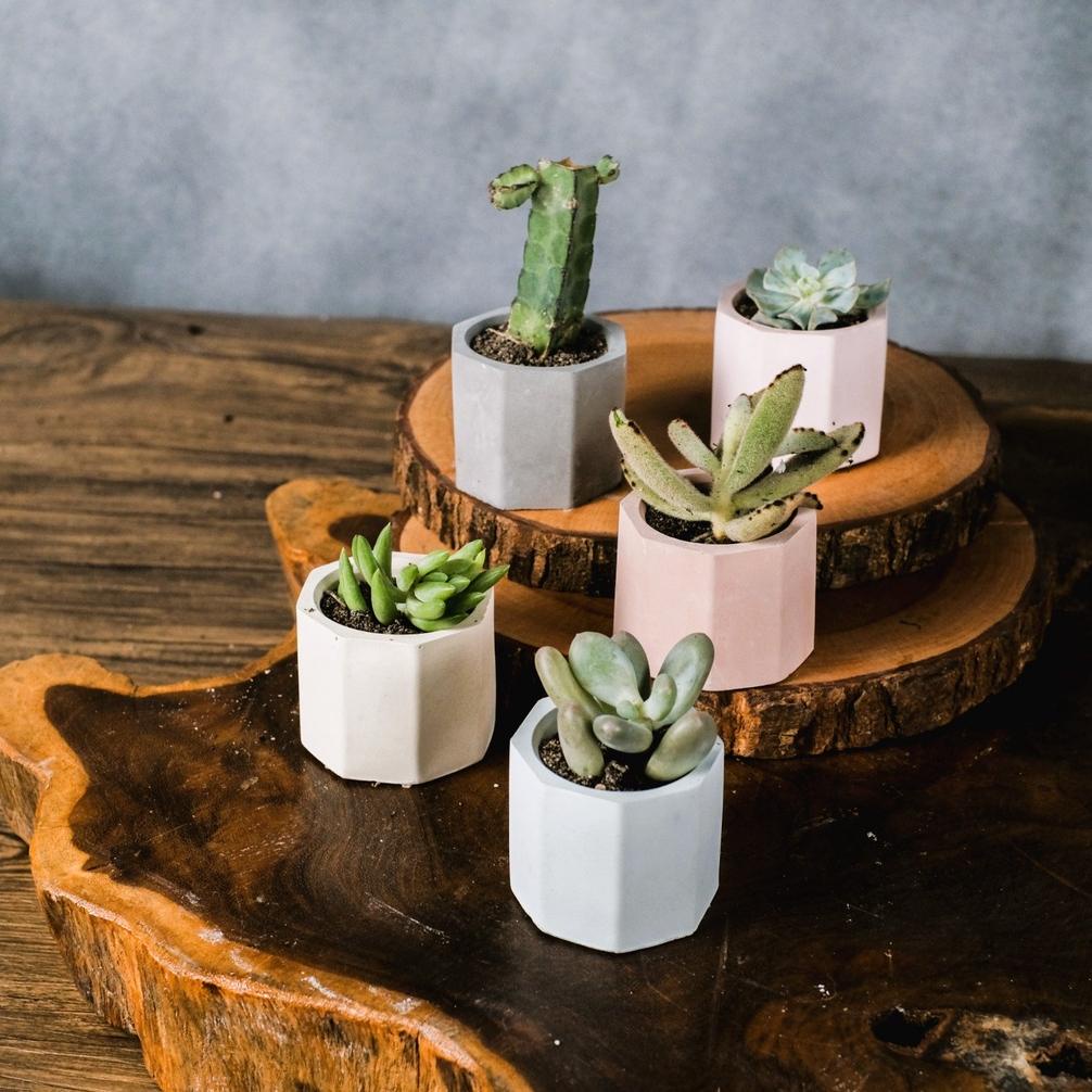 POT SEMEN MINI + SUKULEN KAKTUS MINI / POT DAN EDELWEIS